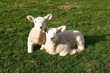 Lambs