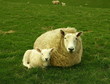 Ewe and Lamb