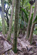 Nikaupalmen; nikau palm trees