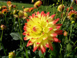 Dahlien-Feld