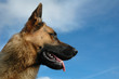portrait de berger allemand