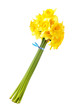 Bouquet of yellow daffodils