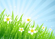 Spring meadow beautiful