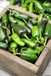 Photo: Chile negro de la sierra. México. Chile negro de la sierra. México.
