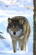wolf