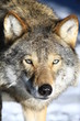 Wolf in Schweden