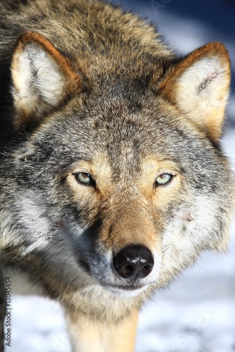 Foto: Wolf in Schweden Wolf in Schweden