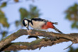 Dendrocopos major, Great-spotted woodpecker