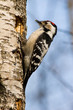Dendrocopos minor, Lesser Spotted Woodpecker