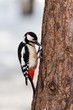 Dendrocopos major, Great-spotted woodpecker