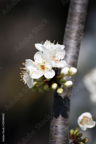 Photo: I fiori del pruno 20 I fiori del pruno 20