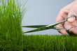mower & grass