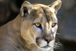 Intense Cougar