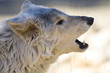 Wolf Howl