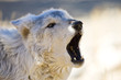 Howling Wolf