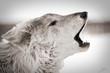 Howling Wolf