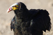 Vulture