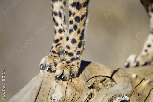 Photo: Fast Feet Fast Feet