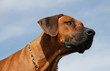 Rhodésian Ridgeback