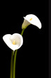 Beautiful Calla Llilies
