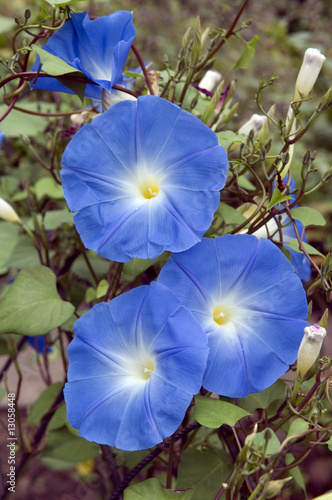 Photo: Prunkwinde; Ipomoea Prunkwinde; Ipomoea