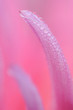 Fleur