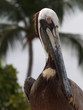 Mexican Brown Pelican