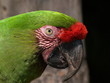 Green Macaw Parrot