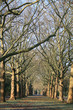 Foto: Allee Allee