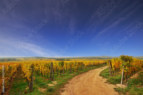 Sunny Country Road in a Vineyard