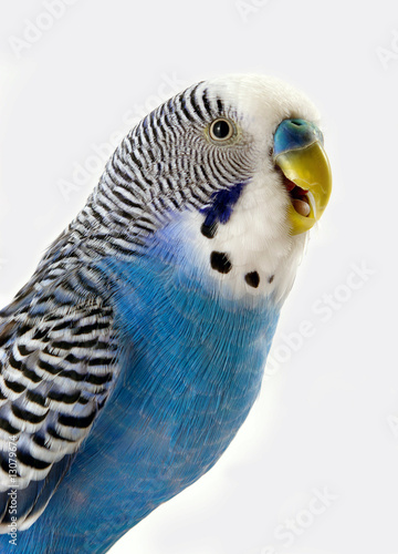 Photo: Talking blue wavy parrot. The Portrait. Talking blue wavy parrot. The Portrait.