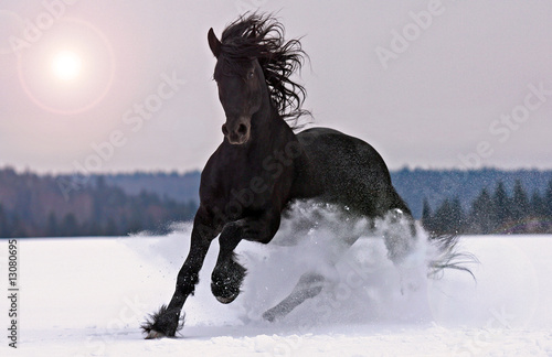 Photo: Frisian horse on snow Frisian horse on snow