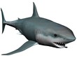 shark