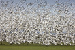 Migratory Geese Lift-off
