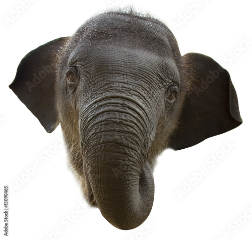 Pics Of Baby Elephants. Baby Elephant face
