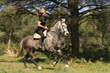 galopp im wald