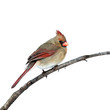 female cardinal perched on a white background