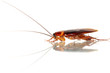 Death Cockroach Death Cockroach