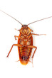 Death Cockroach Death Cockroach