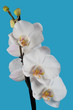 White Orchid
