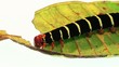 Chenille du sphinx dévorant une feuille de frangipanier.