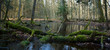 Springtime morning in forest