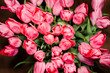 tulip