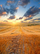 field at sunset