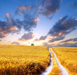 Photo: field field