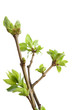 Blossoming buds and leafs of lilac on white. Spring. Blossoming buds and leafs of lilac on white. Spring.