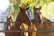 Horses in the pasture on a ranch