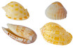 Four textured sea-shells isolated on white background