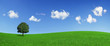 Lonely tree on a green field