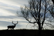 Elk Silhouette